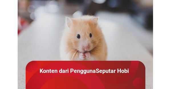 Nama latin best sale hamster